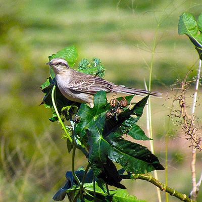 Sabiá do Campo